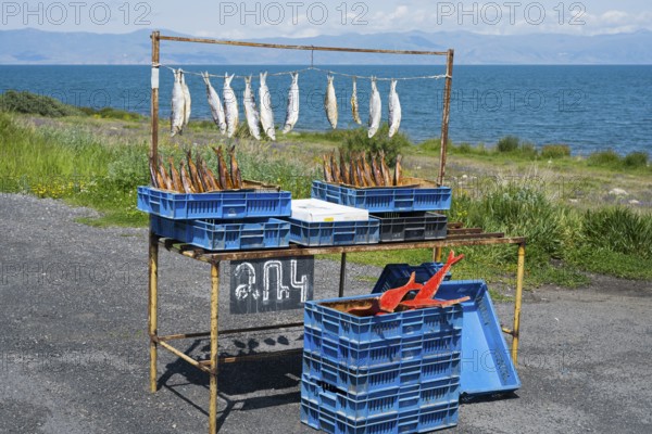 Fish hanging on a stall on the shore of a lake, wide landscape in the background, fish sale on the western shore of Lake Sevan, Gegharkunik province, Armenia