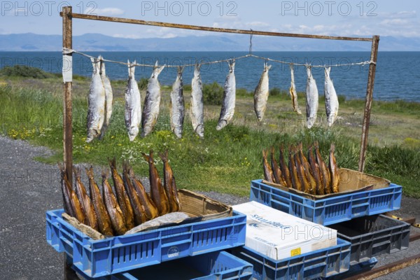 Smoked and fresh fish hanging on a rack for sale next to a lake in a rural setting, fish sale on the western shore of Lake Sevan, Gegharkunik province, Armenia