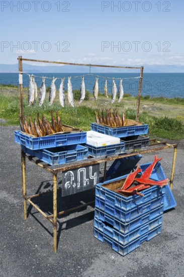An improvised stall selling fresh and smoked fish near a lake under a clear sky, fish sale on the western shore of Lake Sevan, Gegharkunik province, Armenia