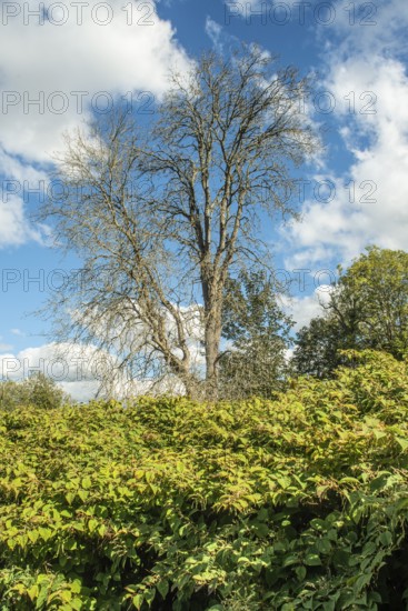 Dead tree among Japanese Knotweed (Fallopia Japonica), an invasive piece in a forest clearing in Ystad, Scania, Sweden, Scandinavia