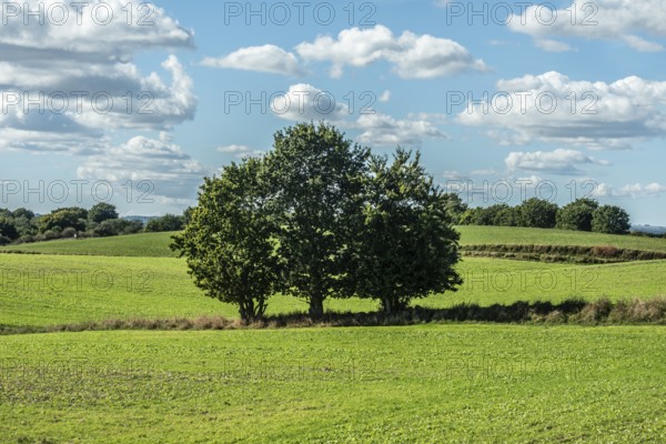 Three trees on green fields in Ystad municipality, Skåne county, Sweden, Scandinavia