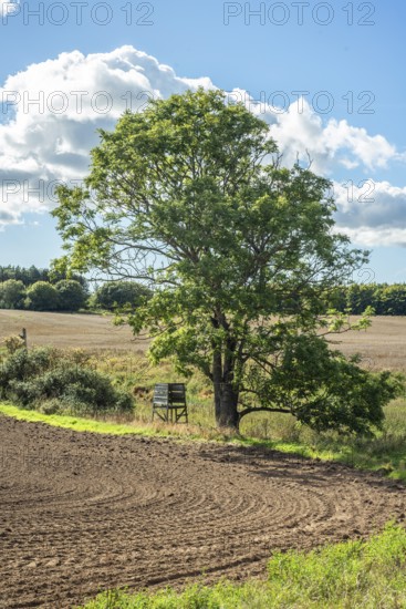 Lonely tree with hunting tower in farmland in Ystad municipality, Skåne county, Sweden, Scandinavia