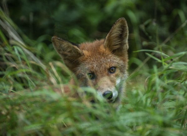 Portrait on a Red fox (Vulpes vulpes) in grassland countryside with in the summer in Ystad municipality, Skåne county, Sweden, Scandinavia