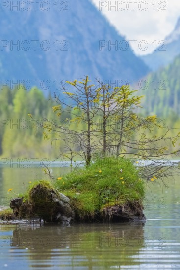 Small conifers growing on a grass-covered tree stump in Lake Dobbiaco, Lake Dobbiaco, Dobbiaco, Val di Landro, South Tyrol, Italy