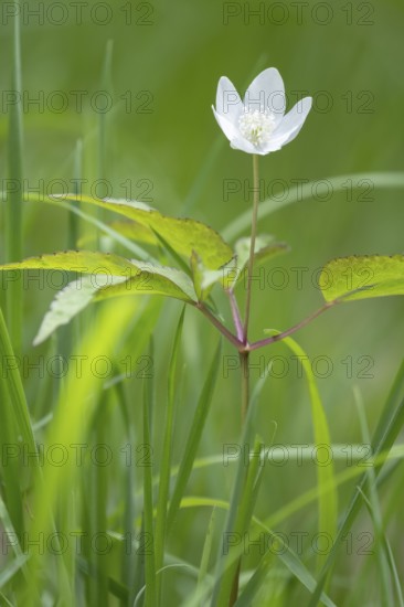 Photograph of an anemone, Höhlenstein Valley, South Tyrol, Italy