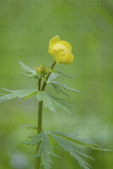 Photograph of a spring pea (Lathyrus vernus), Höhlenstein Valley, South Tyrol, Italy