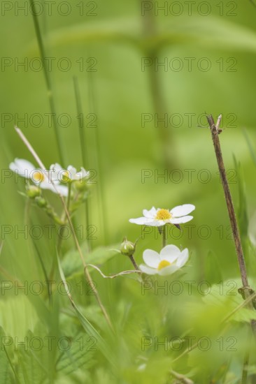 Photograph of a wild strawberry (Fragaria vesca), Höhlenstein Valley, South Tyrol, Italy