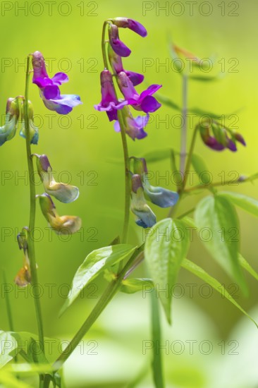 Photograph of a spring pea (Lathyrus vernus), Höhlenstein Valley, South Tyrol, Italy