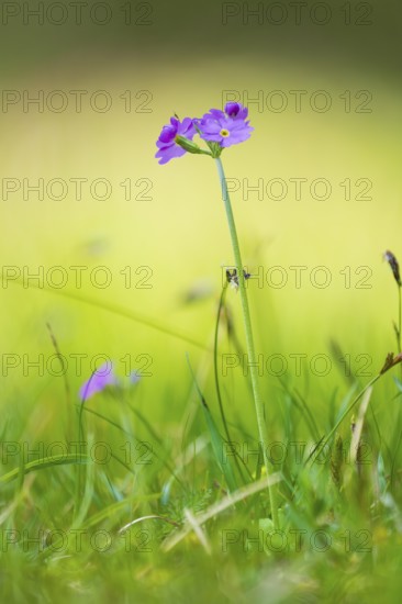 Photograph of a flour primrose (Primula farinosa), Toblach, Höhlensteintal, South Tyrol, Italy