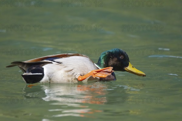 A mallard (Anas platyrhynchos) swimming with its leg raised in Lake Dobbiaco, Dobbiaco, Val di Landro, South Tyrol, Italy