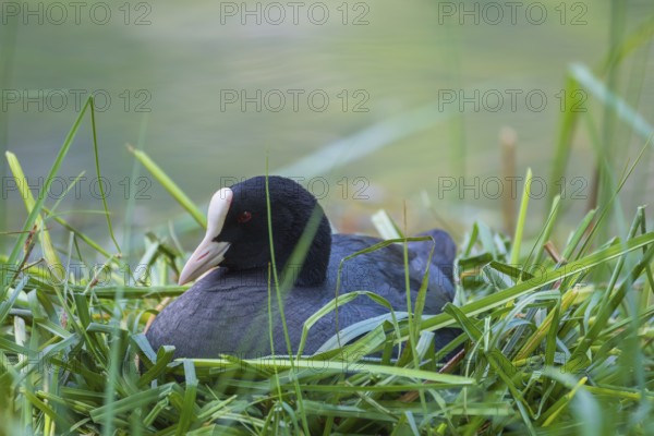 A coot (Fulica atra) sits in the nest on the shore of Lake Toblach, Oblach, Höhlenstein Valley, South Tyrol, Italy