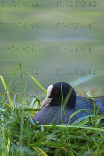 A coot (Fulica atra) sits in the nest on the shore of Lake Toblach, Oblach, Höhlenstein Valley, South Tyrol, Italy
