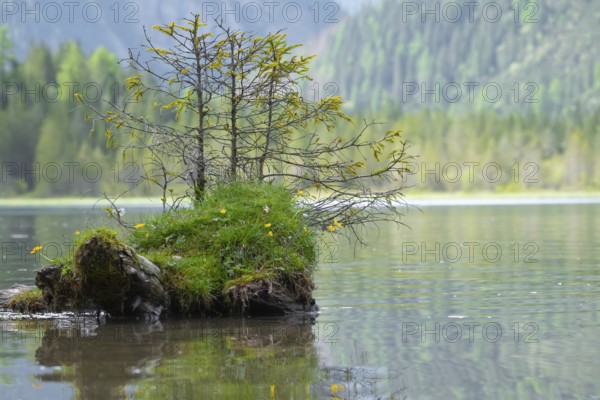 Small conifers growing on a grass-covered tree stump in Lake Dobbiaco, Lake Dobbiaco, Dobbiaco, Val di Landro, South Tyrol, Italy