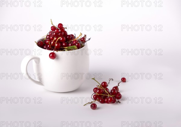 Red currant in a white mug, copy space