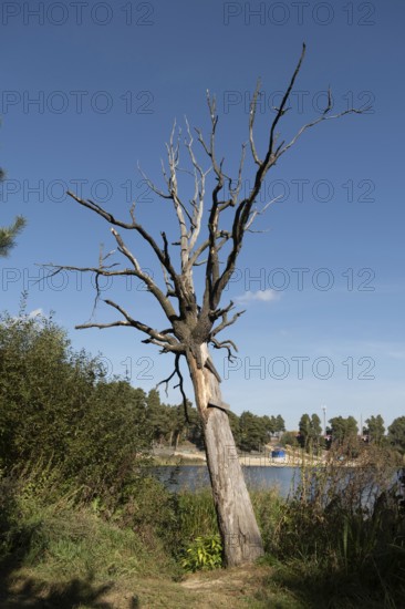 Dry tree on the lake shore, copy space