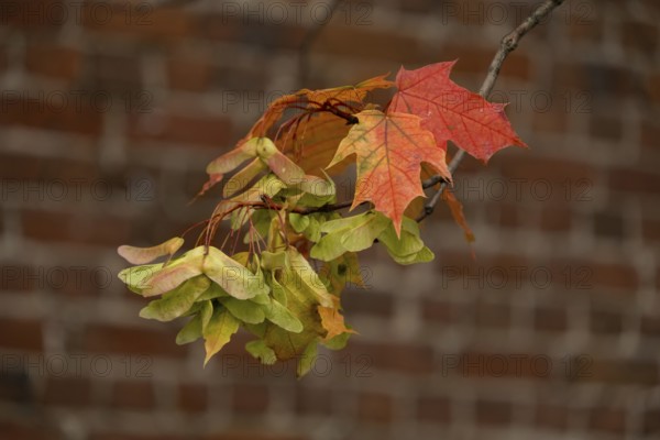 Maple branch with a cluster of diptera against a brick wall
