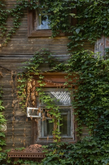 Fragment of an abandoned 19th century wooden house covered in ivy, Nizhny Novgorod, Russia