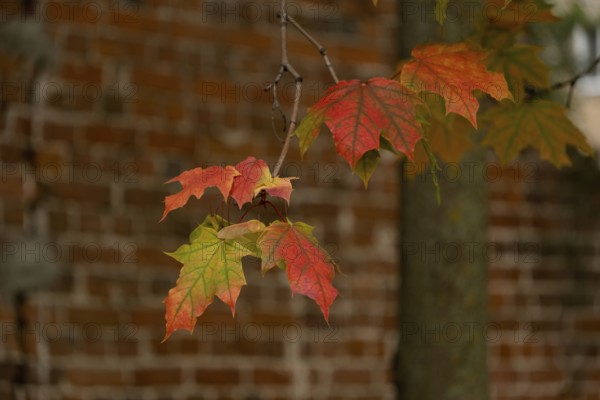 Branch with red maple leaves on a brick wall background, selective focus