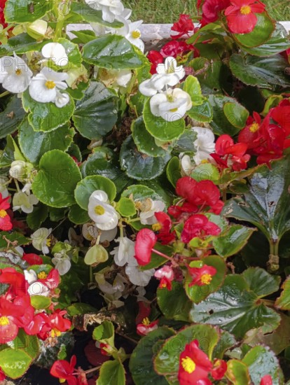 White and red begonia in a flowerbed