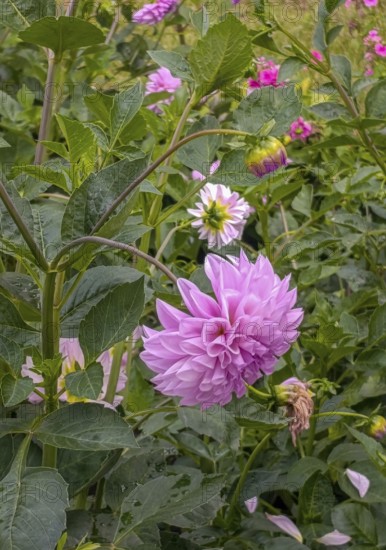 Dahlias growing in the garden, selective focus