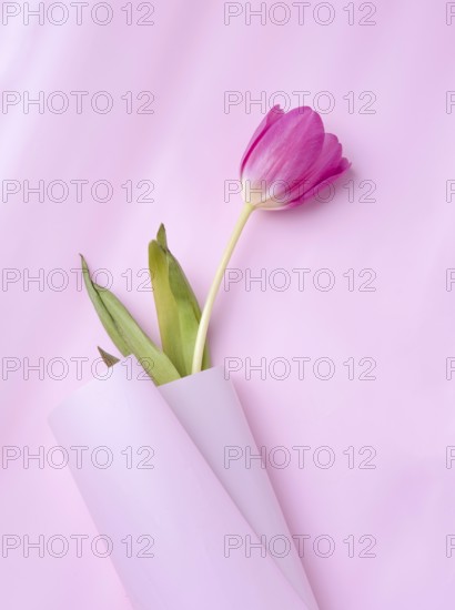 One tulip in a roll of pink paper, close-up, copy space