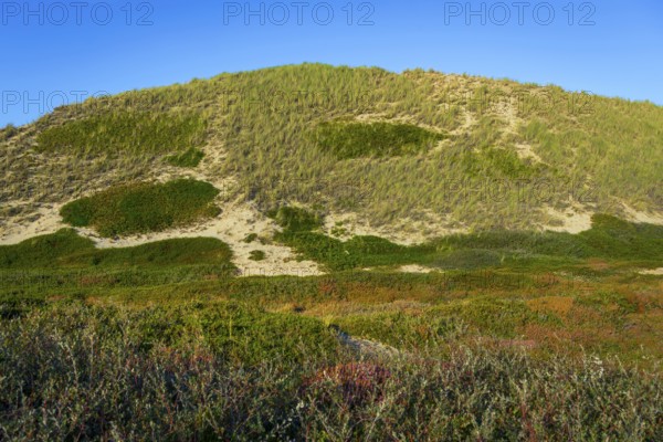 Inland dune, dune with marram grass and heather, North Sea, island, Sylt