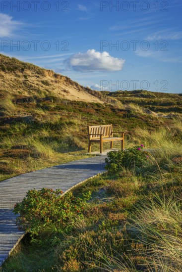 Jetty with bench in the dunes, resting place, North Sea, island, Sylt