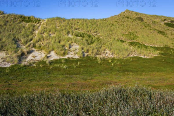 Inland dune, dune with marram grass and heather, North Sea, island, Sylt