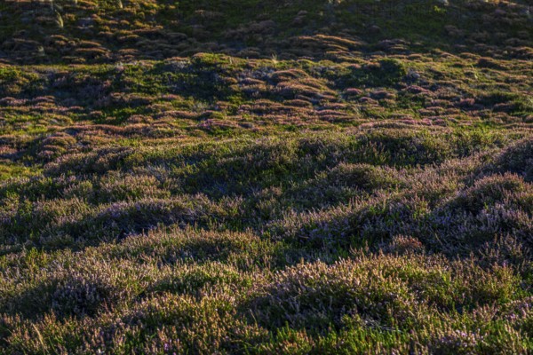 Inland dune, dune, heather, nature reserve, North Sea, island, Sylt