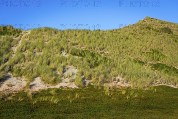 Inland dune, dune with marram grass and heather, North Sea, island, Sylt