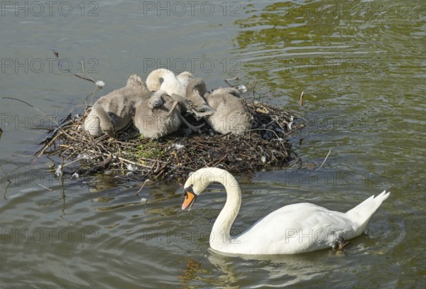 Nest, swans, young animals, Blümelteich, Volkspark Mariendorf, Tempelhof-Schöneberg, Berlin, Germany