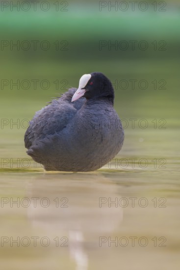 Close-up of a coot (Fulica atra) standing in the shallow water of Lake Dürrensee, Dolomites, South Tyrol, Italy