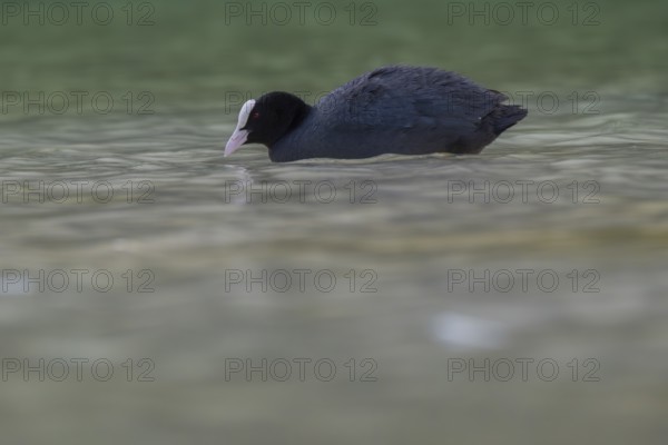 Close-up of a coot (Fulica atra) swimming in the shallow waters of Lake Dürrensee, Dolomites, South Tyrol, Italy