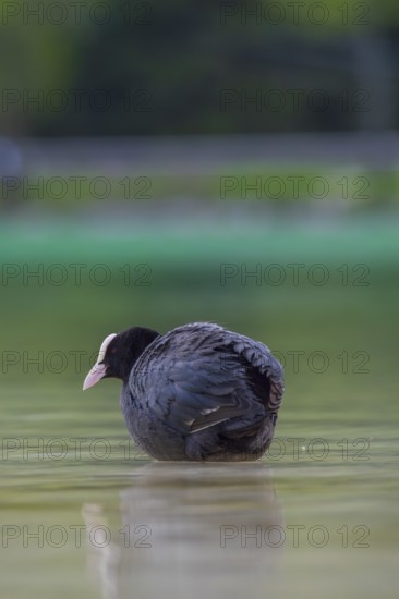 Close-up of a coot (Fulica atra) standing in the shallow water of Lake Dürrensee, Dolomites, South Tyrol, Italy