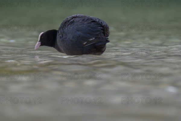 Close-up of a coot (Fulica atra) standing in the shallow water of Lake Dürrensee, Dolomites, South Tyrol, Italy
