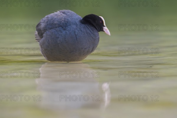 Close-up of a coot (Fulica atra) standing in the shallow water of Lake Dürrensee, Dolomites, South Tyrol, Italy