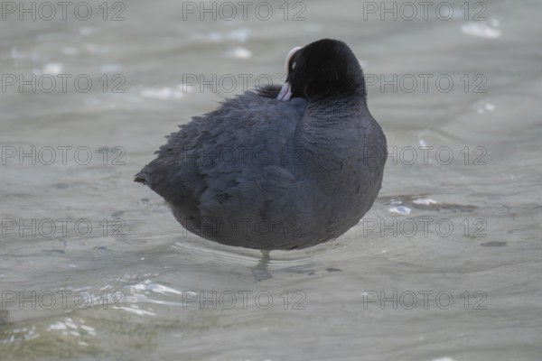 Close-up of a coot (Fulica atra) standing in the shallow water of Lake Dürrensee and sticking its beak into its feathers, Dolomites, South Tyrol, Italy