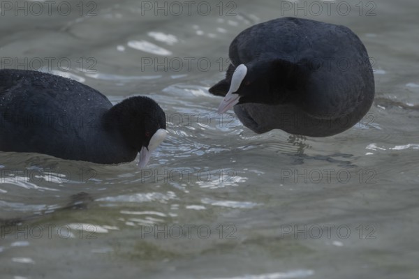 Close-up of two coots (Fulica atra) standing in the shallow water of Lake Dürrensee, Dolomites, South Tyrol, Italy