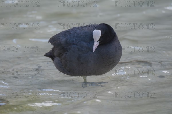 Close-up of a coot (Fulica atra) standing in the shallow water of Lake Dürrensee, Dolomites, South Tyrol, Italy