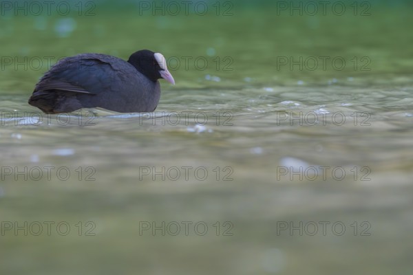 Close-up of a coot (Fulica atra) swimming in the shallow waters of Lake Dürrensee, Dolomites, South Tyrol, Italy