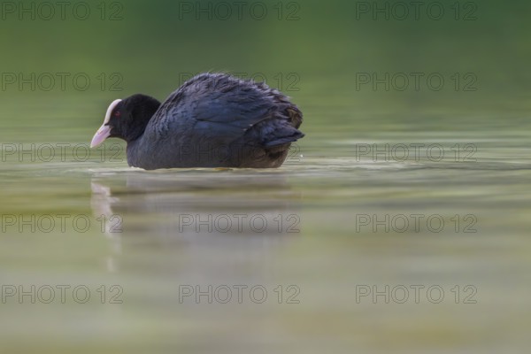 Close-up of a coot (Fulica atra) swimming in the shallow waters of Lake Dürrensee, Dolomites, South Tyrol, Italy