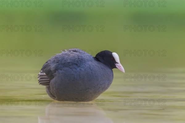 Close-up of a coot (Fulica atra) standing in the shallow water of Lake Dürrensee, Dolomites, South Tyrol, Italy