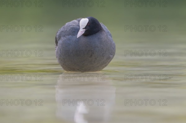 Close-up of a coot (Fulica atra) standing in the shallow water of Lake Dürrensee, Dolomites, South Tyrol, Italy