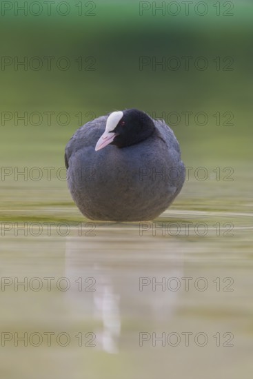 Close-up of a coot (Fulica atra) standing in the shallow water of Lake Dürrensee, Dolomites, South Tyrol, Italy