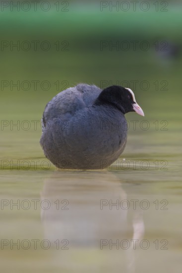 Close-up of a coot (Fulica atra) standing in the shallow water of Lake Dürrensee, Dolomites, South Tyrol, Italy