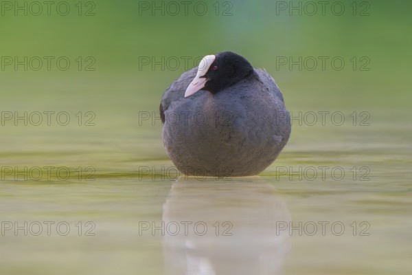 Close-up of a coot (Fulica atra) standing in the shallow water of Lake Dürrensee, Dolomites, South Tyrol, Italy