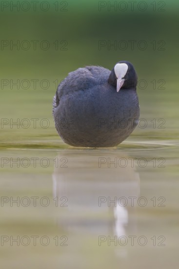 Close-up of a coot (Fulica atra) standing in the shallow water of Lake Dürrensee, Dolomites, South Tyrol, Italy