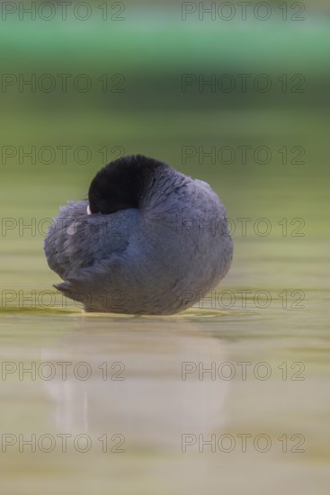 Close-up of a coot (Fulica atra) standing in the shallow water of Lake Dürrensee and sticking its head into its feathers, Dolomites, South Tyrol, Italy