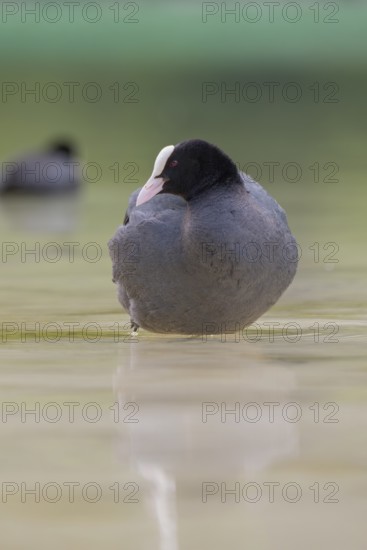 Close-up of a coot (Fulica atra) standing in the shallow water of Lake Dürrensee, Dolomites, South Tyrol, Italy