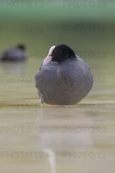 Close-up of a coot (Fulica atra) standing in the shallow water of Lake Dürrensee, Dolomites, South Tyrol, Italy